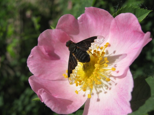 Black on pink