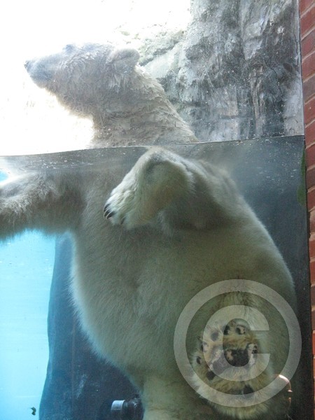 polarbear