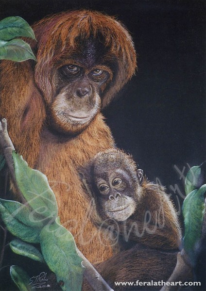 Orangutan