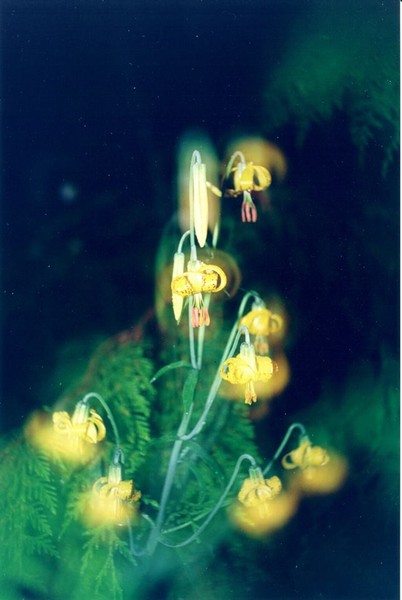 Tiger Lily wildflower