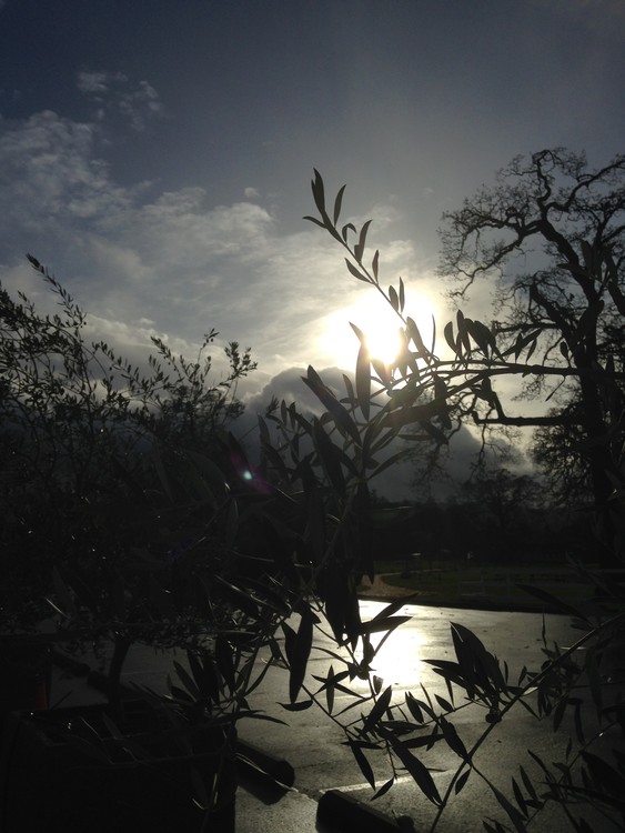 after the rain
