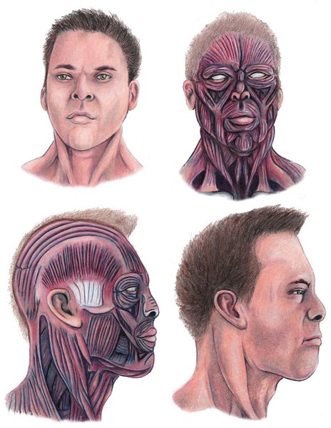 Muscle Anatomy of the Head