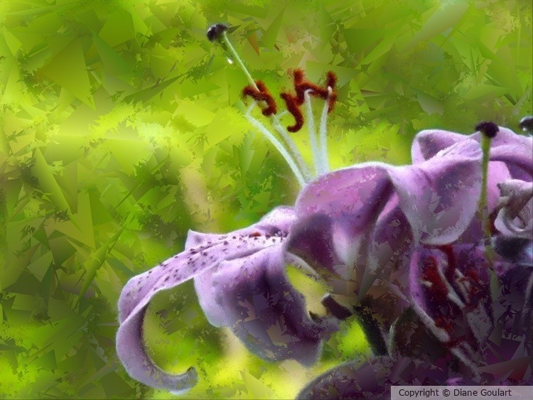 Purple Tiger Lily