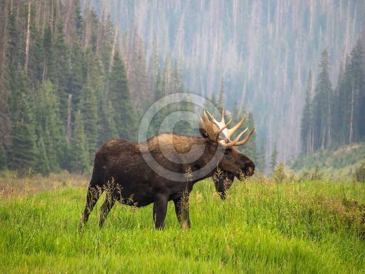 Bull Moose