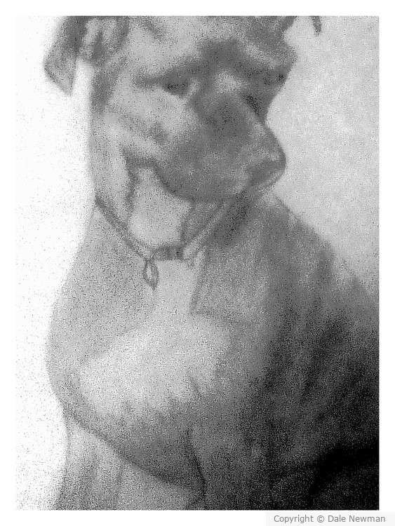 The Brindle