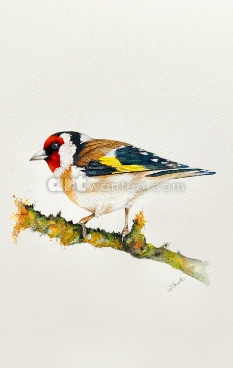 The Goldfinch