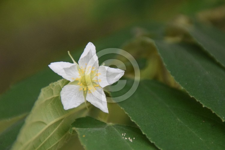 Malaysian Flowers