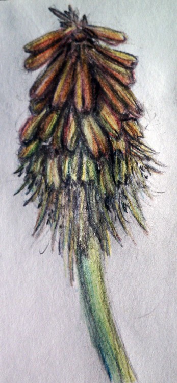 Red Hot Poker Flower Drawing