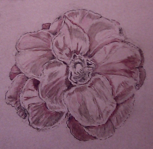 Pink Camellia Watercolor