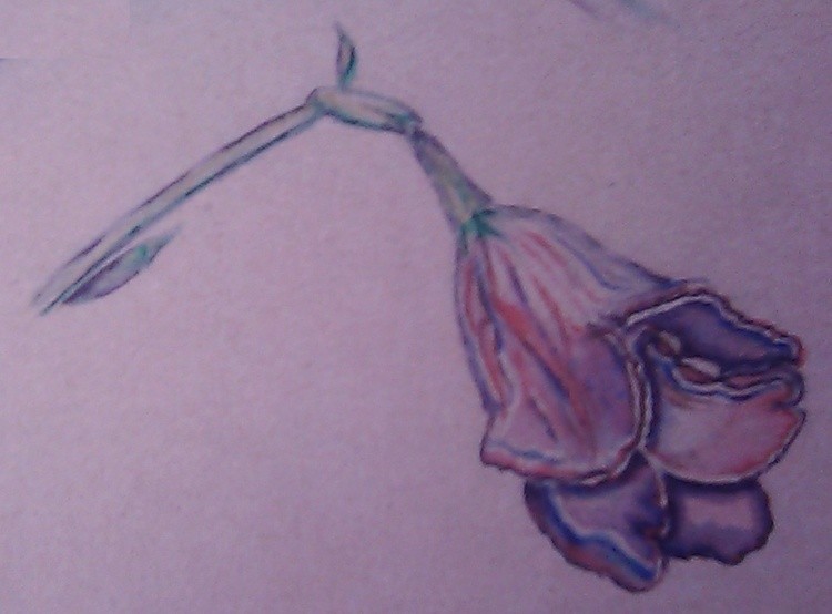 Kaffir Lily Watercolor