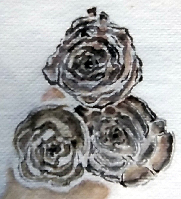 Conifer Pinecones Drawing