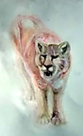 Mountain Lion Drawing