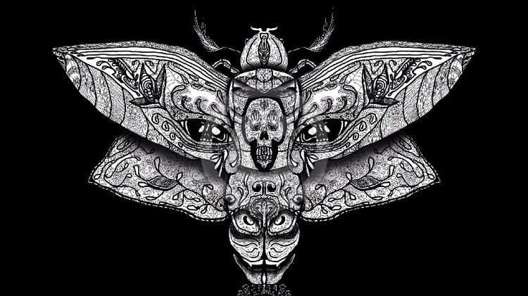 Fox Face Moth