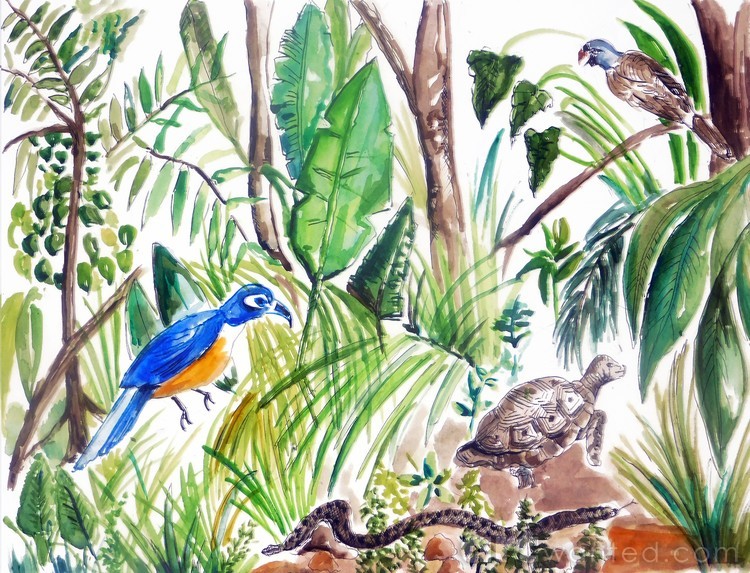 Rain Forest Parrot
