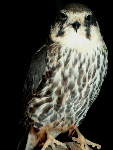 Hobby