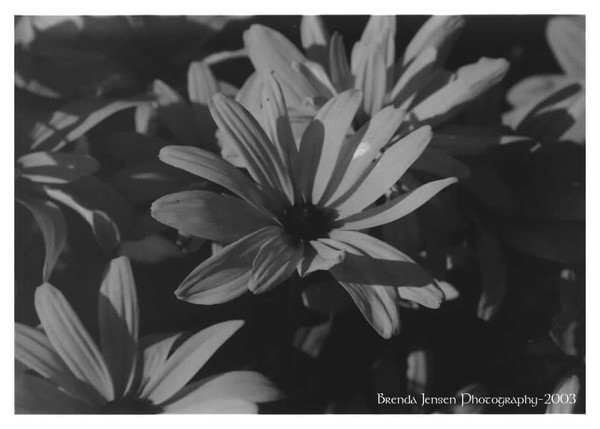 Flower 1