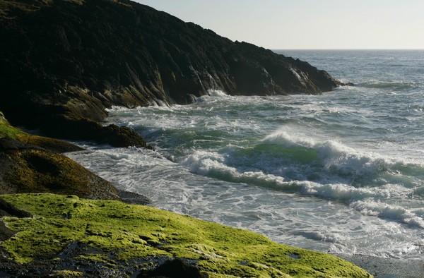 Moss Covered Rocks