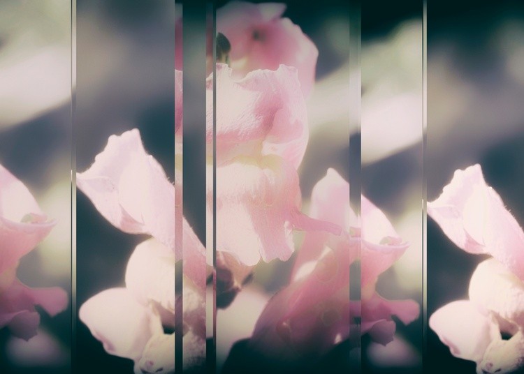 Lupinus Luteus Pink Collage