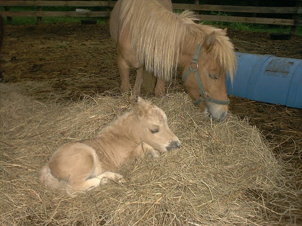 Sleeping in the Hay