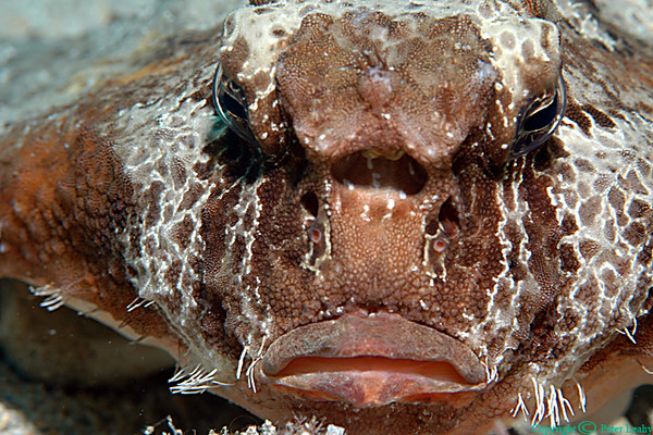 A Face Even a Mother Might Not Love