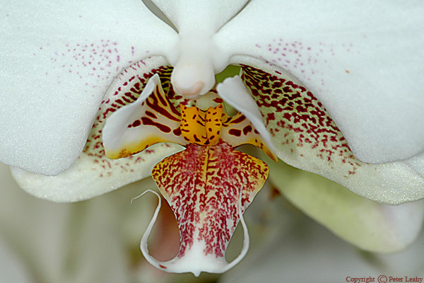 Orchid
