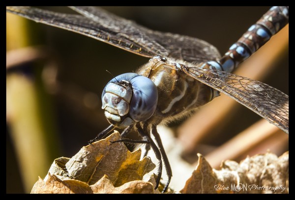 Blue Dragon