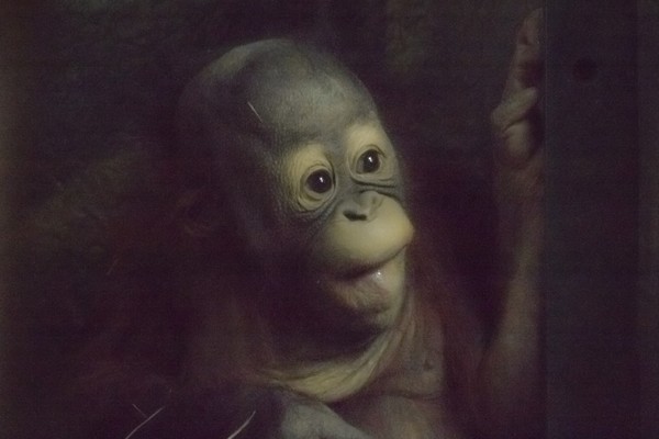 Baby Orangutan