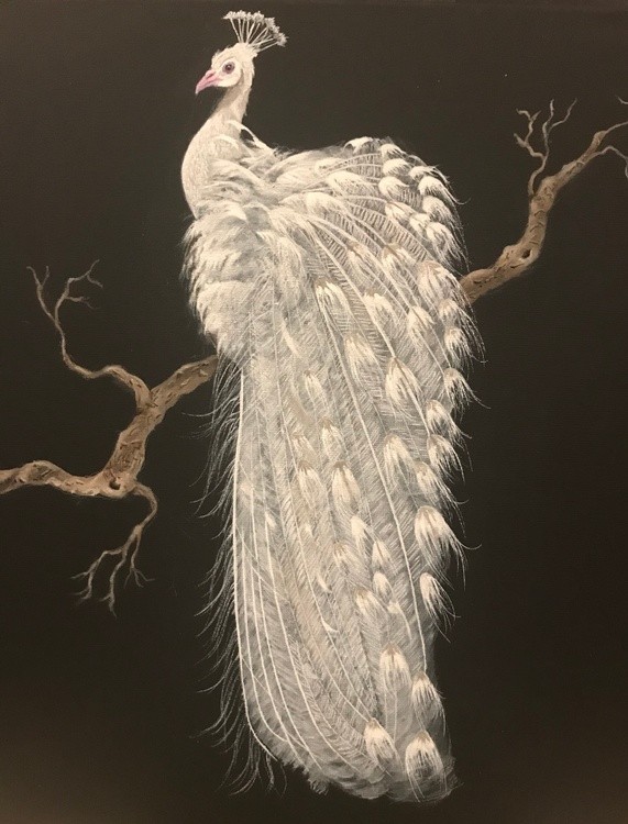 PEACOCK