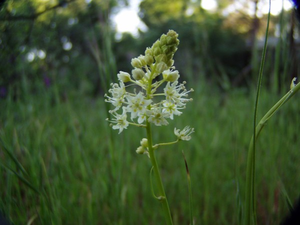 English Plantain (maybe!)