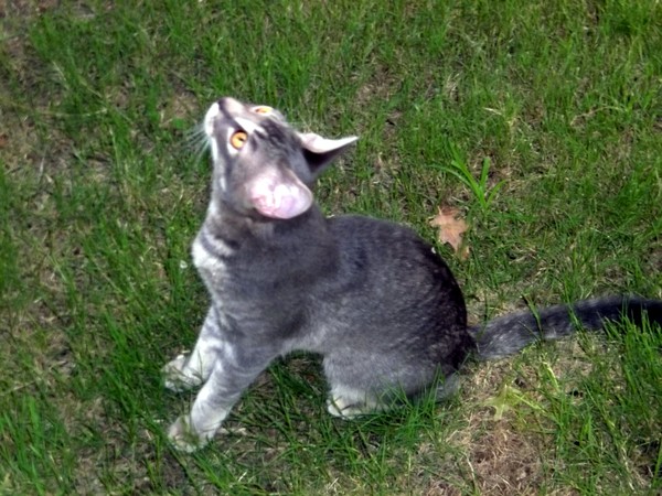 lucky cat