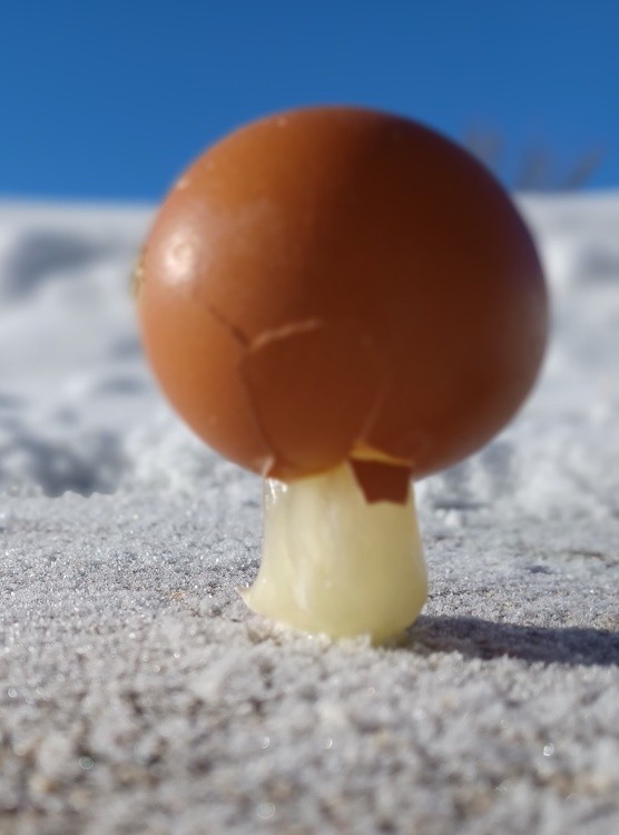 Frozen egg 