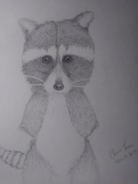 Innocent Racoon