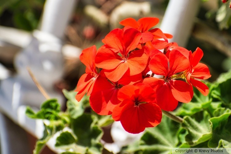 Red Geranium