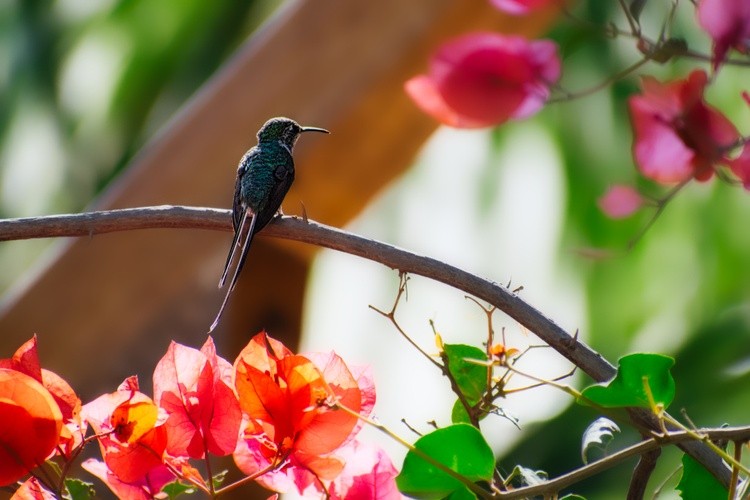 Hummingbird at Rest