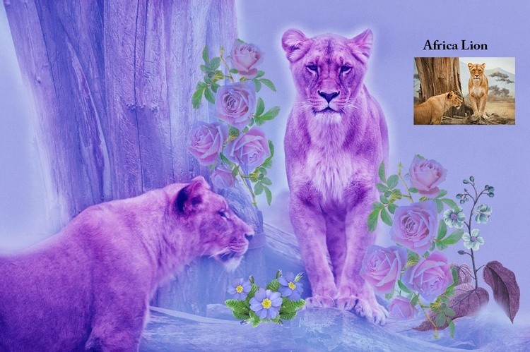 Africa Lions