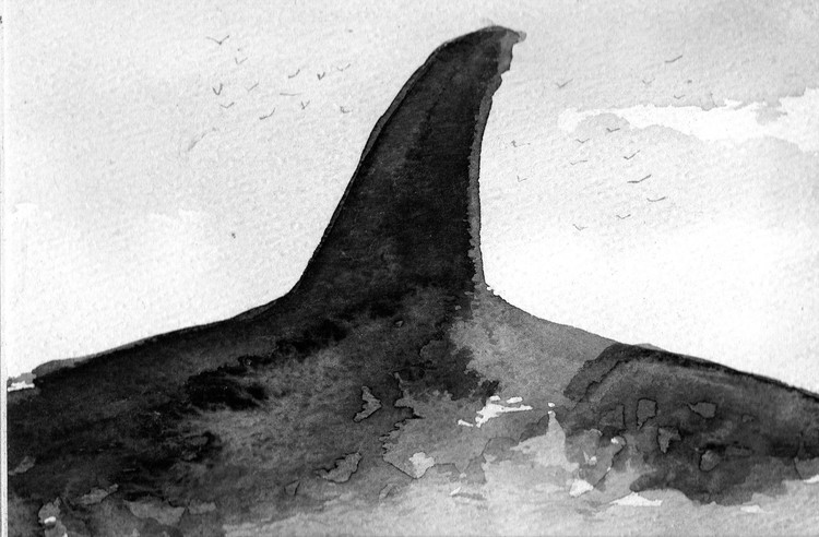 orca go with seagulls
