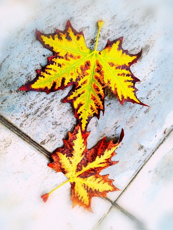 fall