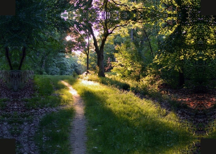Forest Path in the Evening Sunlight 2018 for 36x24 canvas print