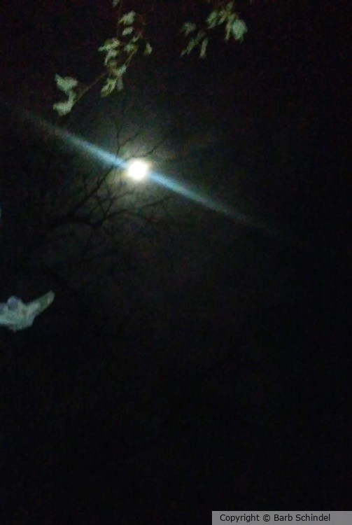 Mr Moon 2