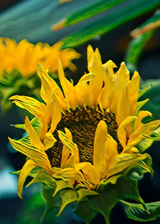 Sunflower