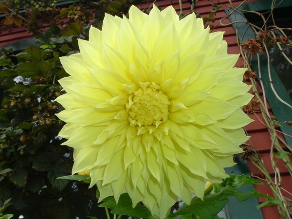 SunBurst