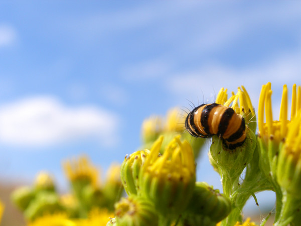 Summer Caterpillar