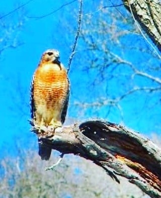 The Hunter