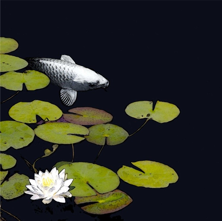 Koi Shadow