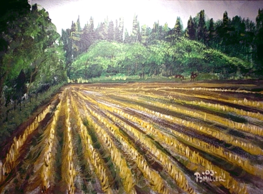 Cornfield