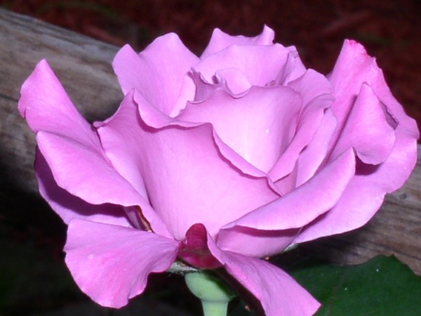 Rose by any other name