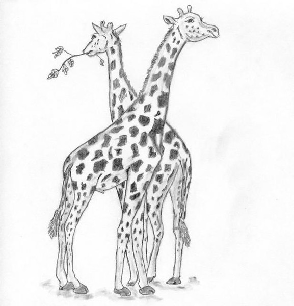 Necking giraffes