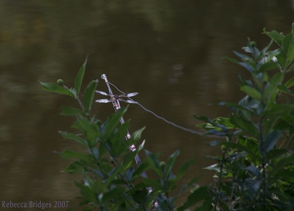DRAGON FLY FISHING