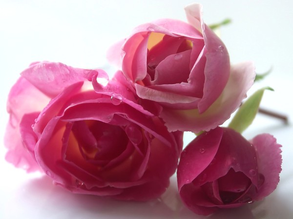 Roses