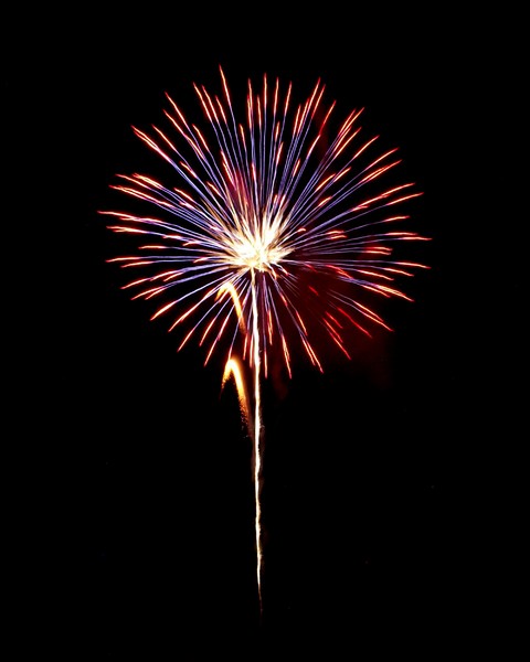 Patriotic Flower
